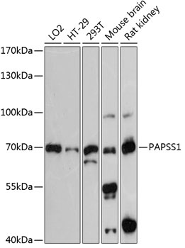 PAPSS1 Antibody