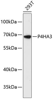 P4HA3 Antibody