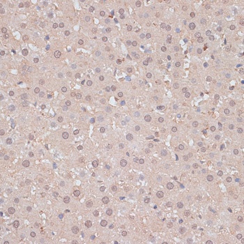 HSF1 Antibody