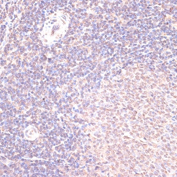 HSF1 Antibody