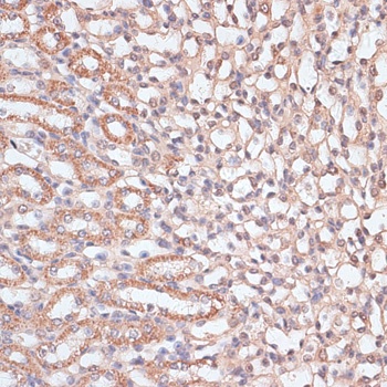 HSF1 Antibody