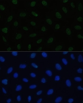 HSF1 Antibody