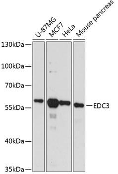 EDC3 Antibody