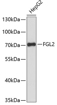 FGL2 Antibody