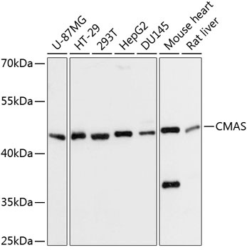 CMAS Antibody