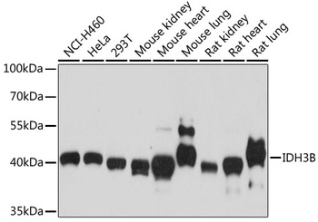 IDH3B Antibody