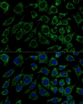 IDH3B Antibody