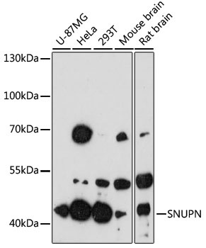 SNUPN Antibody