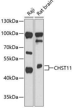 CHST11 Antibody