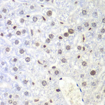 CAMLG Antibody