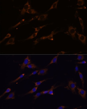 RPL7A Antibody