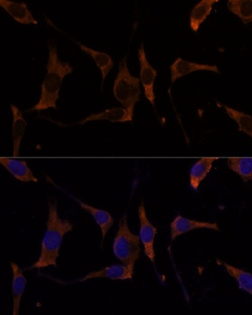 RPL7A Antibody