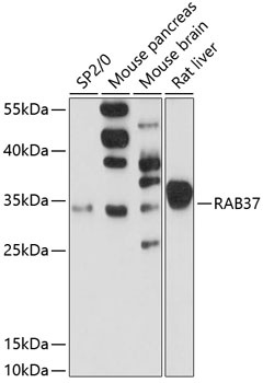 RAB37 Antibody