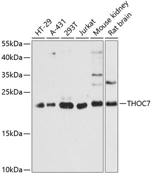 THOC7 Antibody