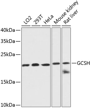 GCSH Antibody