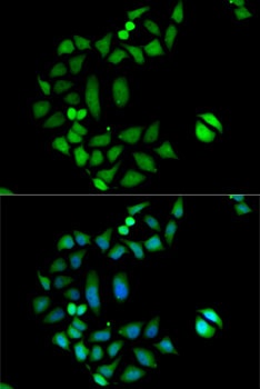 CLIC1 Antibody