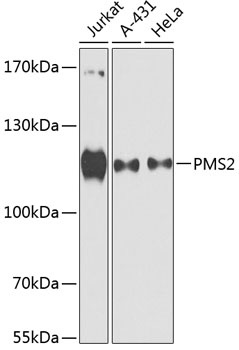 PMS2 Antibody