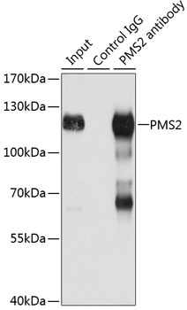 PMS2 Antibody