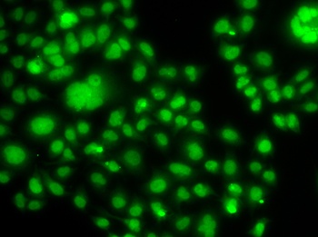 SOX14 Antibody