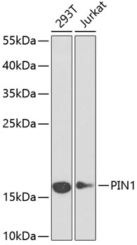 PIN1 Antibody