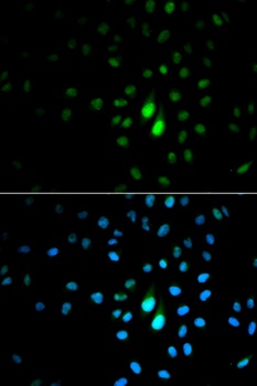 PIN1 Antibody