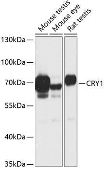 CRY1 Antibody