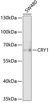 CRY1 Antibody