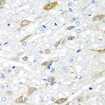 CPA6 Antibody