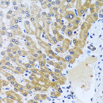 CPA6 Antibody