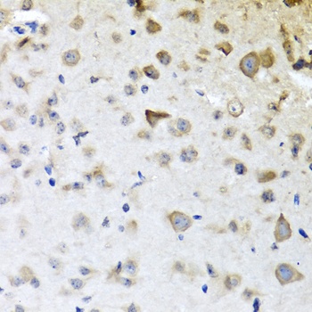 CPA6 Antibody