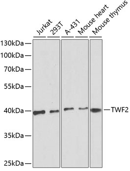 TWF2 Antibody