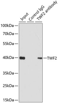 TWF2 Antibody