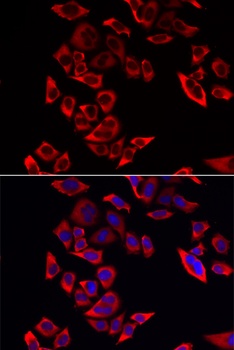 RPL9 Antibody