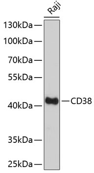CD38 Antibody