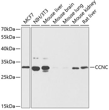 CCNC Antibody