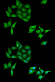 CCNC Antibody