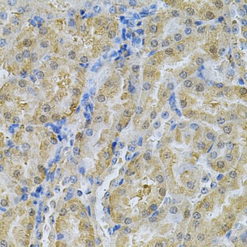 SERPINA6 Antibody