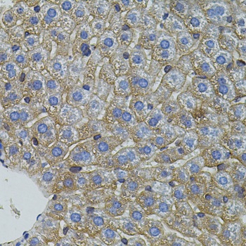 Mitofusin 2 Antibody