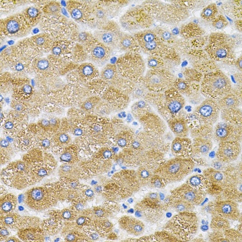 Mitofusin 2 Antibody