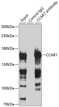 CCAR1 Antibody