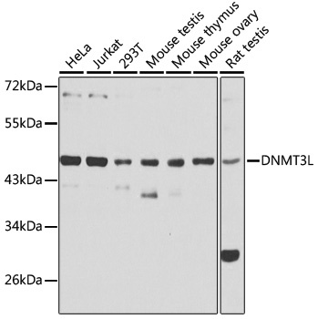 DNMT3L Antibody