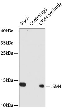 LSM4 Antibody