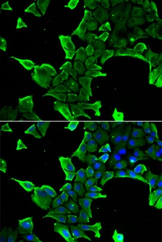 NCS1 Antibody