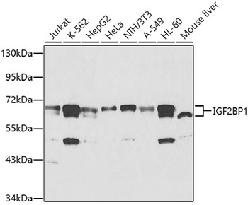IGF2BP1 Antibody