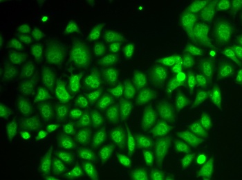 AKR1A1 Antibody