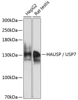USP7 Antibody