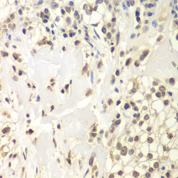 USP7 Antibody