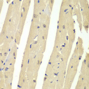 USP7 Antibody