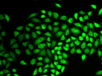 USP7 Antibody