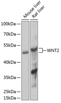 WNT2 Antibody